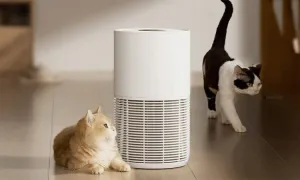 Máy lọc không khí cho chó, mèo khác gì loại thường?