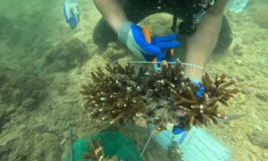 Tình nguyện trồng san hô dưới đáy biển Cô Tô