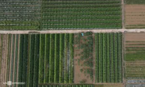 Mua đất nông nghiệp: Có phải muốn bao nhiêu cũng được?